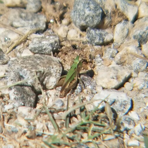 Pasture Locust photo 3