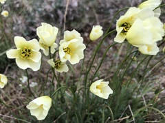 Papaver radicatum
