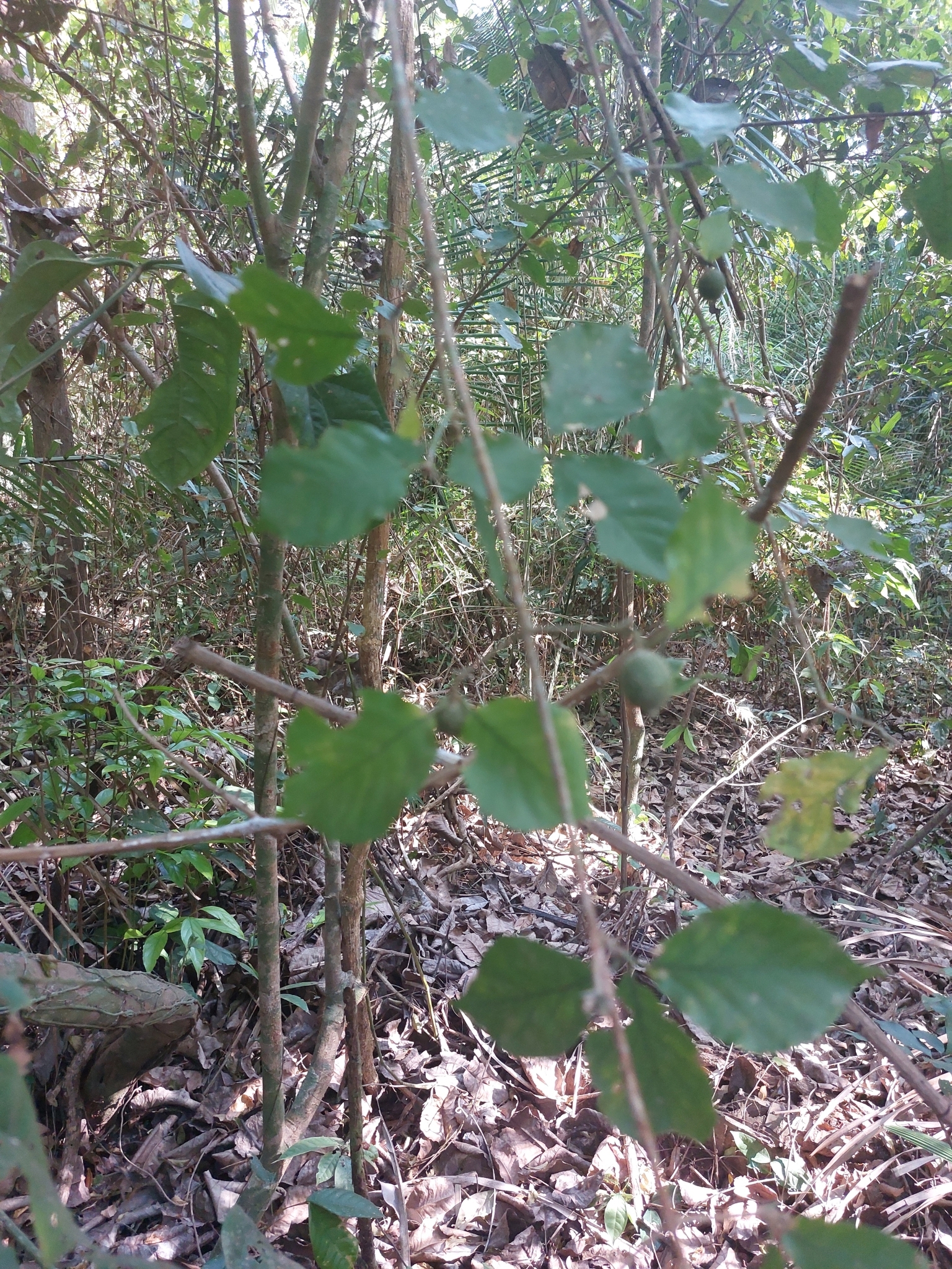 Imagem de Dendê-bravo