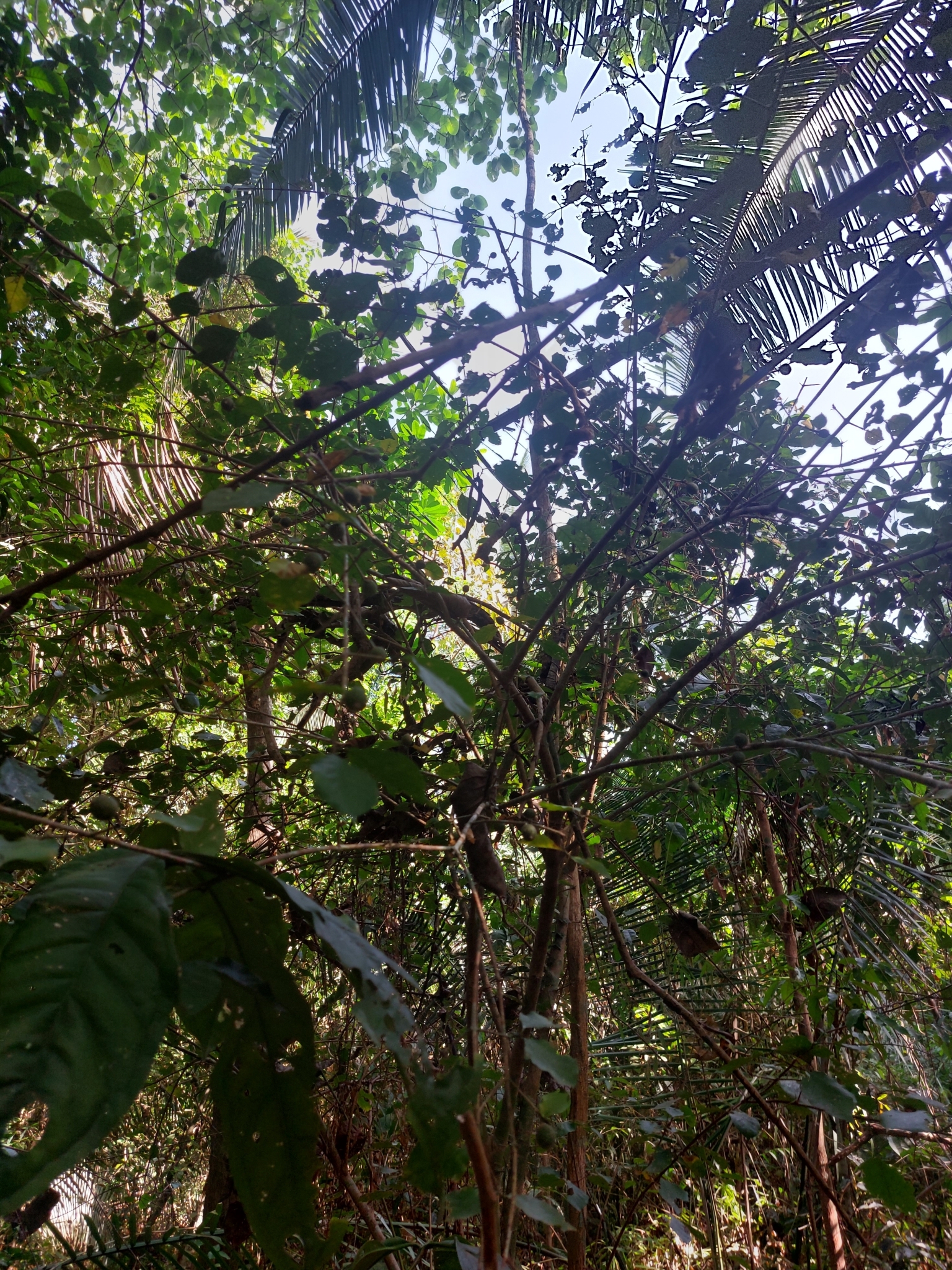Imagem de Dendê-bravo