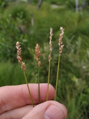 Carex diandra