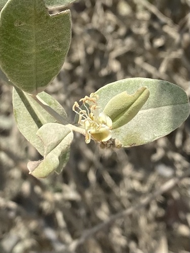 Beautempsia avicenniifolia (Beautempsia avicenniifolia)