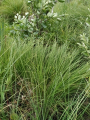 Carex diandra