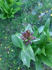 Gentiana purpurea