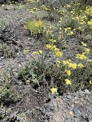 Crepis intermedia