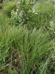 Carex diandra