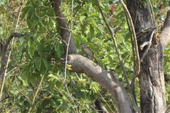 Taccocua leschenaultii