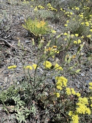 Crepis intermedia