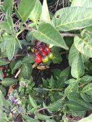 Solanum dulcamara