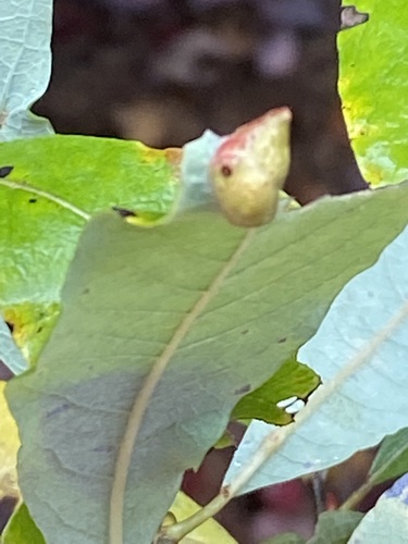Willow Leaf Gall Midge