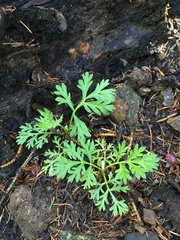 Artemisia franserioides