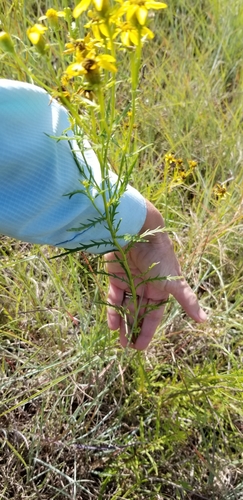 Image of Dysodiopsis tagetoides by no rights reserved