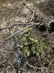 Pear-shaped Cryptocarpus (Cryptocarpus pyriformis)