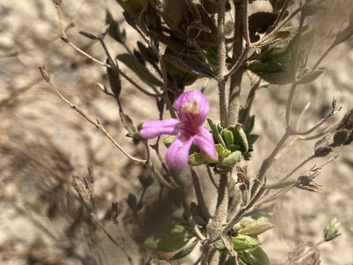 Ruellia floribunda, photograph 4