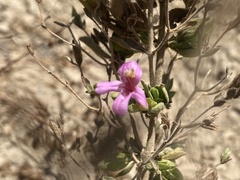 Ruellia floribunda, photograph (c) Ingvild Riska, some rights reserved (CC BY)