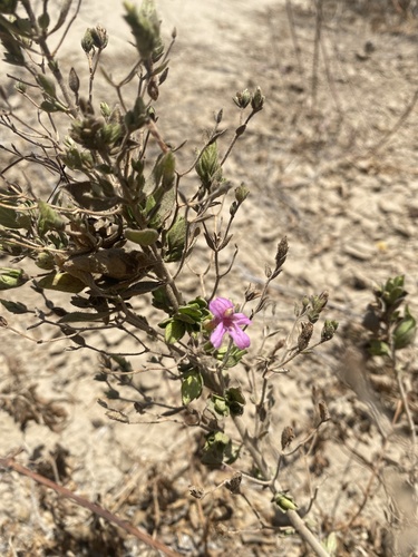 Ruellia floribunda, photograph 5