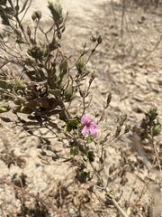 Ruellia floribunda, photograph (c) Ingvild Riska, some rights reserved (CC BY)