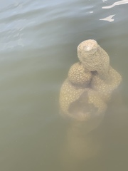 Pectinatella magnifica