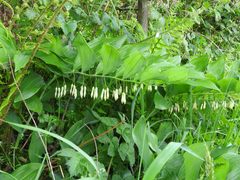 Polygonatum × hybridum