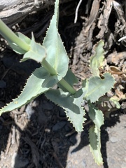 Penstemon floridus floridus