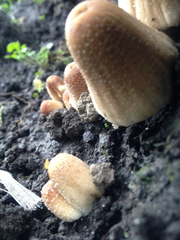 Coprinellus micaceus