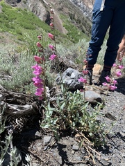 Penstemon floridus floridus