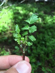 Packera sanguisorboides