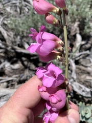 Penstemon floridus floridus