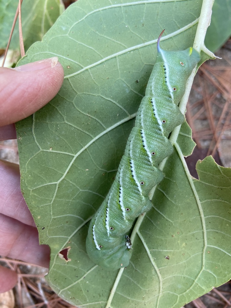 Carolina Sphinx from David Fort Rd, Argyle, TX, US on October 12, 2024 ...
