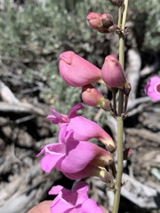 Penstemon floridus floridus