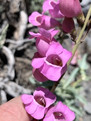 Penstemon floridus floridus
