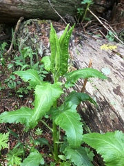 Senecio triangularis