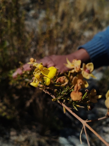 Calceolaria buchtieniana (Calceolaria buchtieniana)