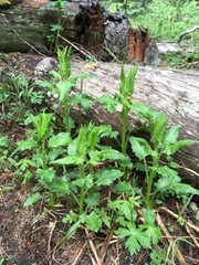 Senecio triangularis