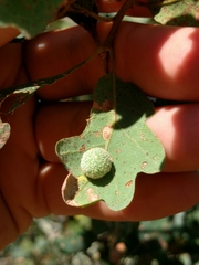 Cynips multipunctata