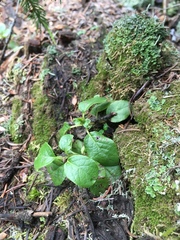 Orthilia secunda