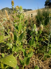 Stachys pycnantha