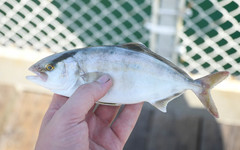 Seriola zonata