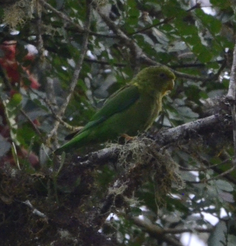 Andean Parakeet (Bolborhynchus orbygnesius), photo 2