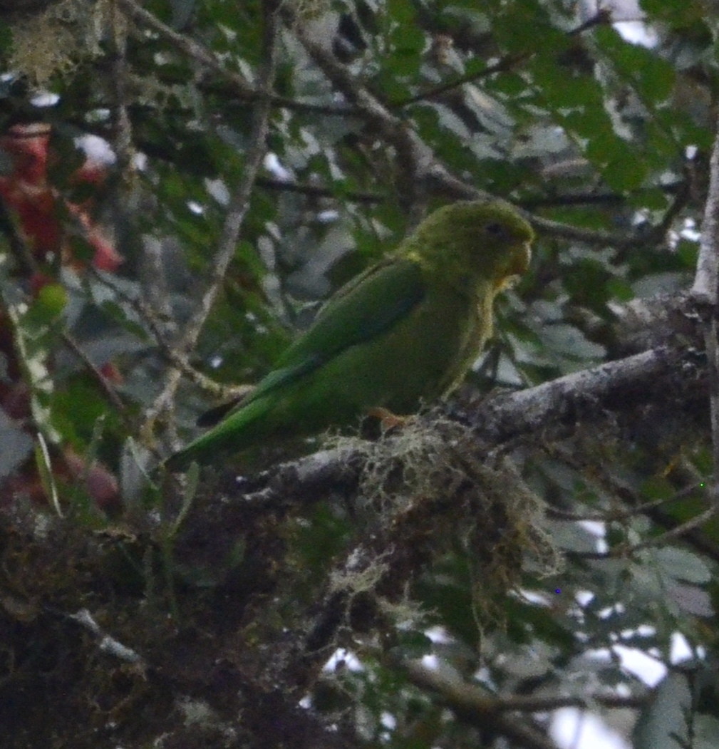 Andean Parakeet (Bolborhynchus orbygnesius), photo 2