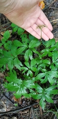 Hydrophyllum virginianum