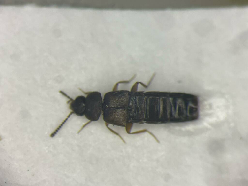 Placusa tacomae