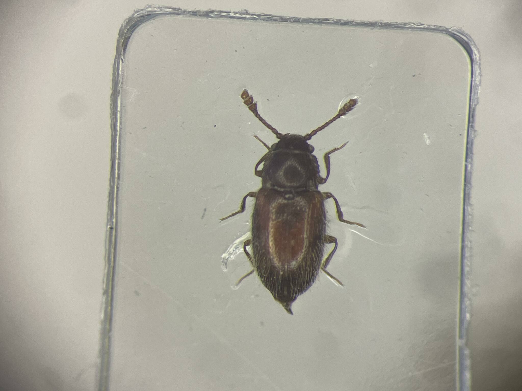 Henoticus serratus