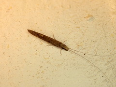 Leptocerus americanus