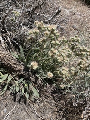 Phacelia hastata compacta