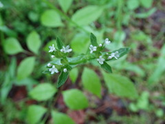 Valerianella chenopodifolia