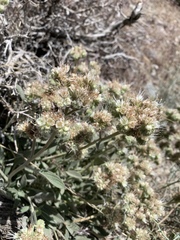 Phacelia hastata compacta