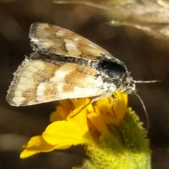 Heliothodes diminutiva