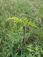 Conioselinum tataricum