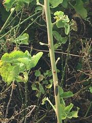 Cryptocarpus pyriformis